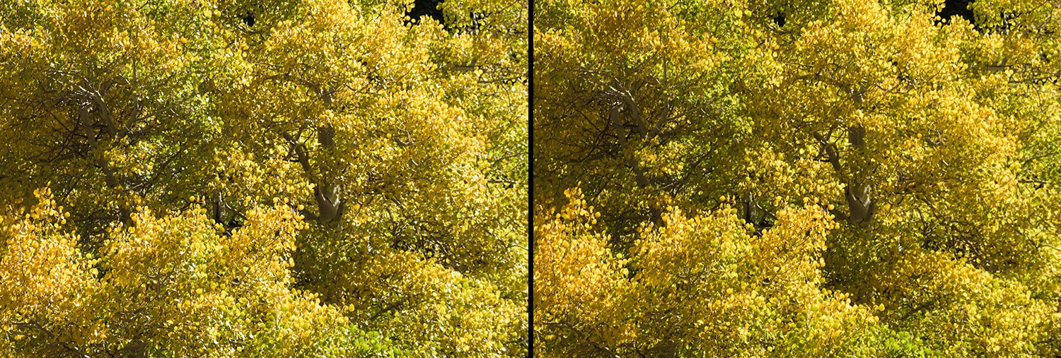 Exact same camera and develop settings. But notice how the polarized image on the right exhibits less glare and deeper color saturation compared to the non-polarized image on the left.