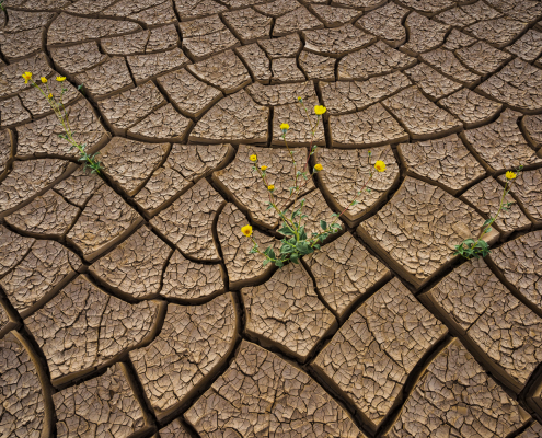Death-Valley-mud-cracks-wildflowers