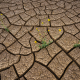 Death-Valley-mud-cracks-wildflowers