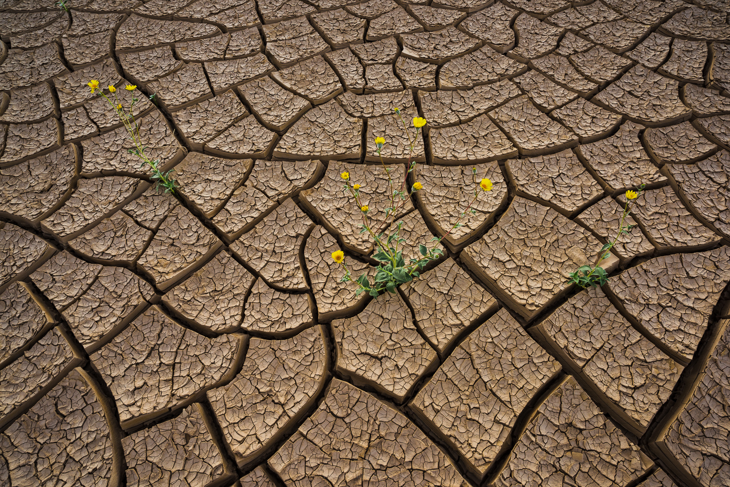 Death-Valley-mud-cracks-wildflowers