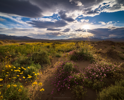 Death-Valley-wildflowers-2016-superbloom