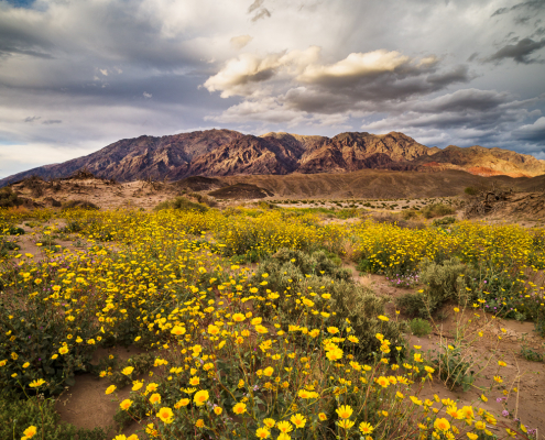 Death-Valley-wildflowers-2016-superbloom-sunset