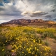 Death-Valley-wildflowers-2016-superbloom-sunset