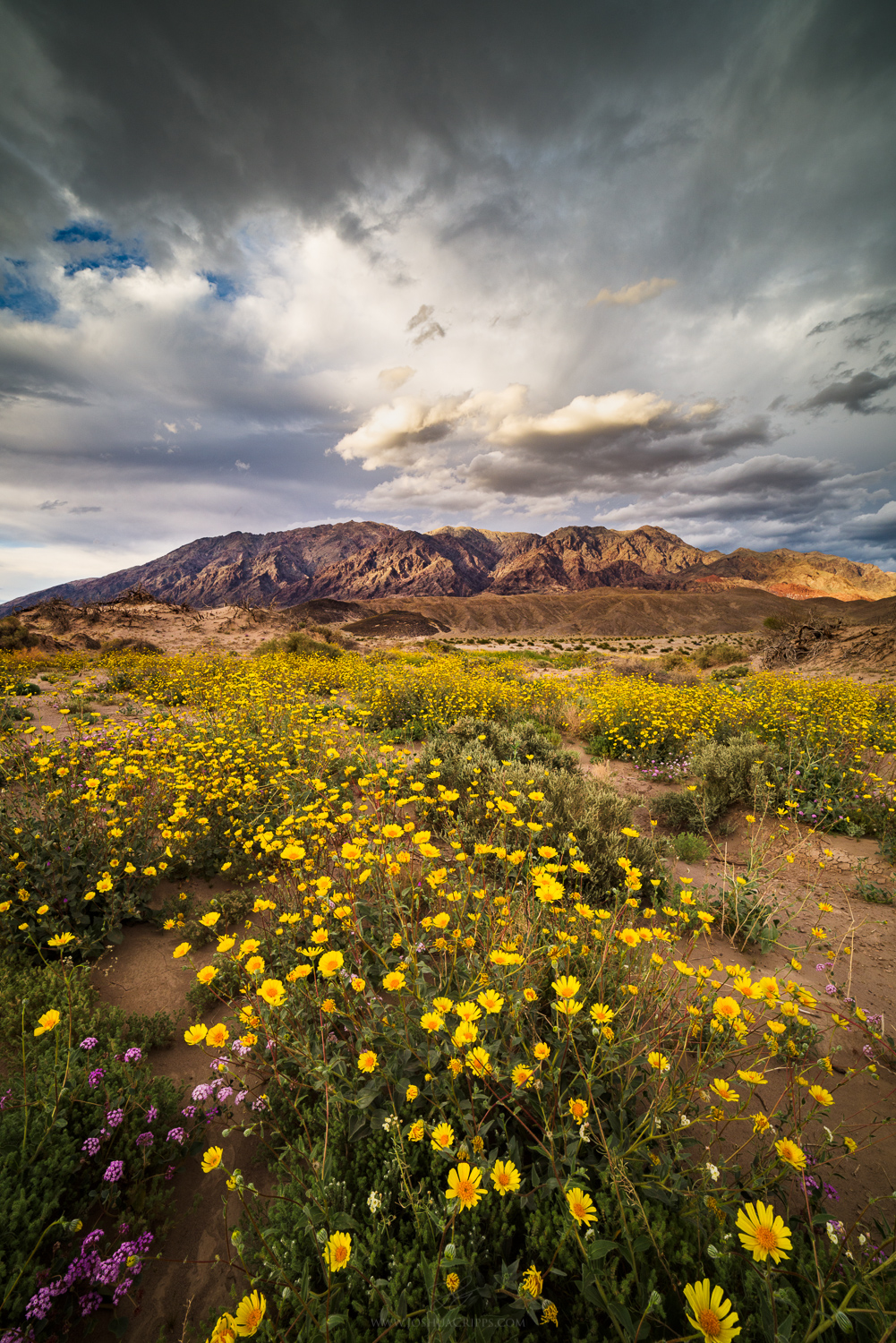 Quiet Riot Death-Valley-wildflowers-2016-superbloom-sunset