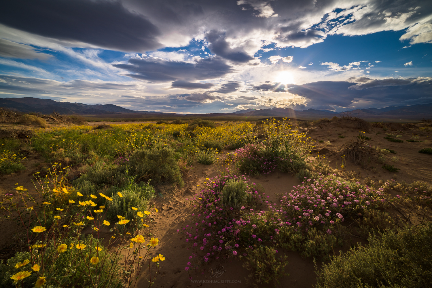 Burst of Life Death-Valley-wildflowers-2016-superbloom