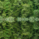 New-Zealand-Lake-Matheson-Flax-Flooded
