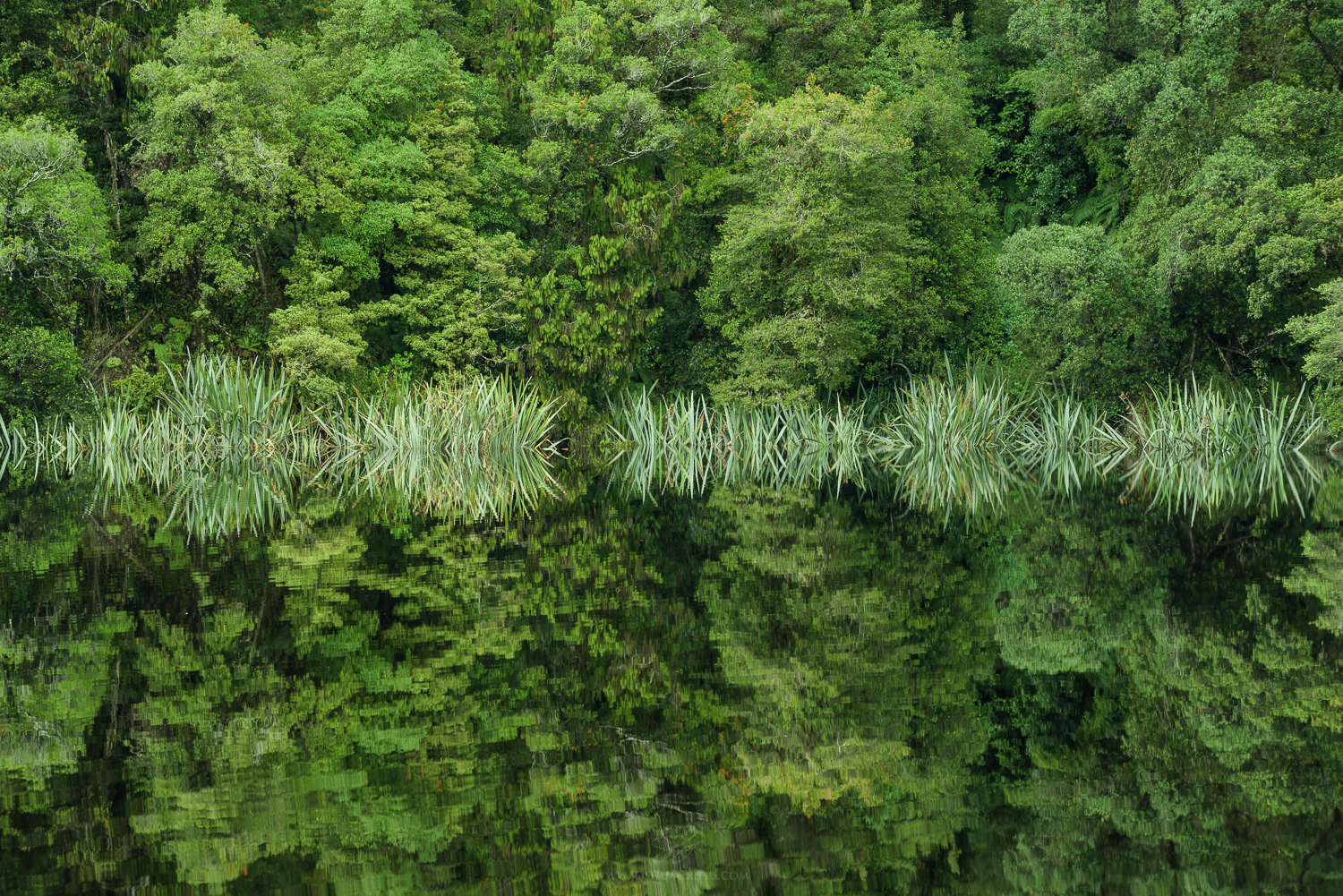 New-Zealand-Lake-Matheson-Flax-Flooded