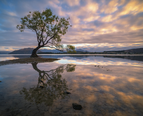 New-Zealand-Wanaka-Willow-sunrise