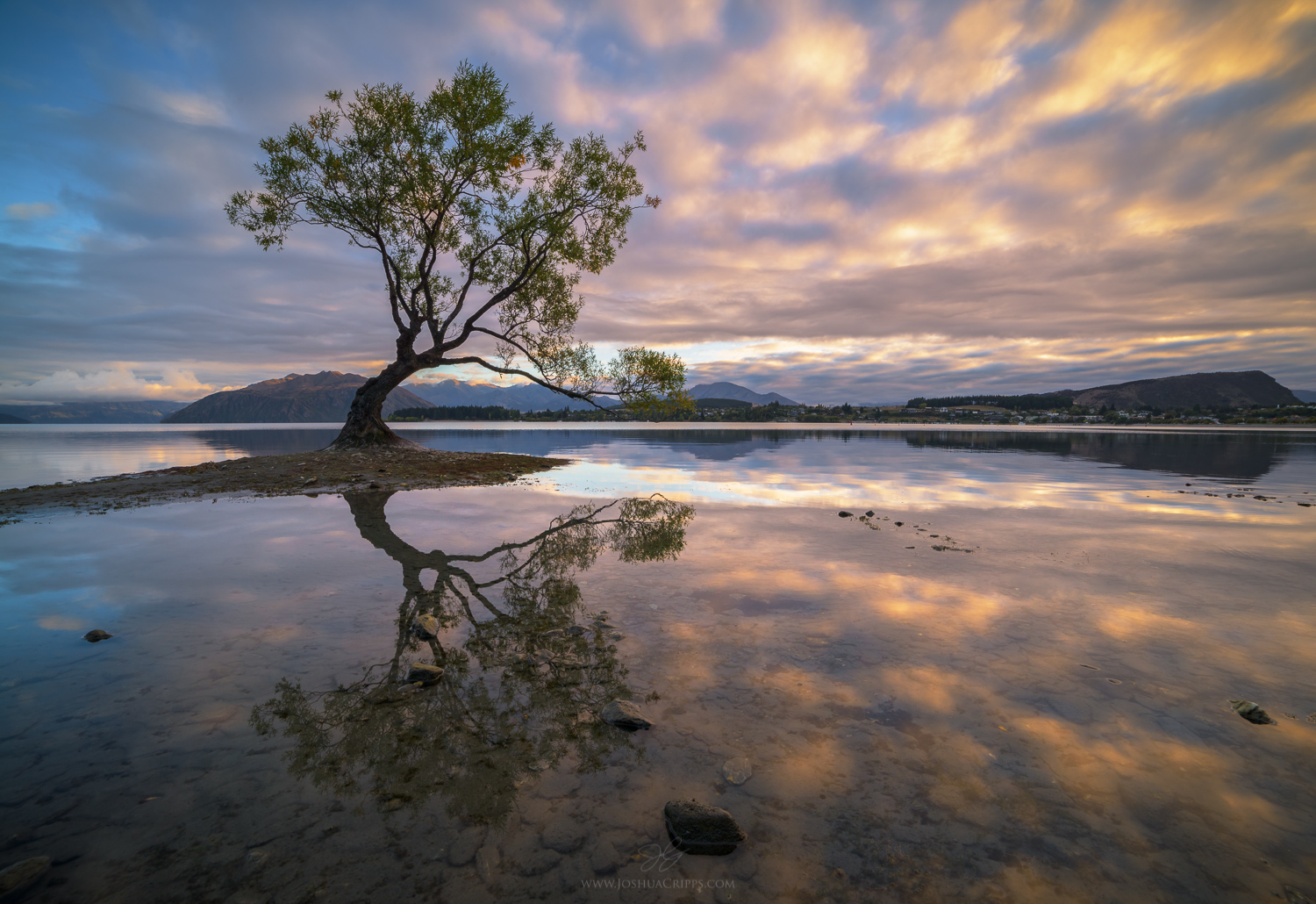 Lake Wanaka Willow sunrise, New Zealand
