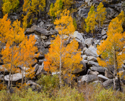 Bishop Creek, Sierra Nevada, California, November 29th, 2015
