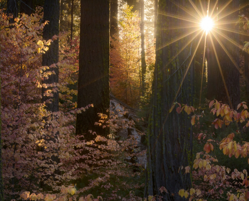 How to create a sunstar in your photos
