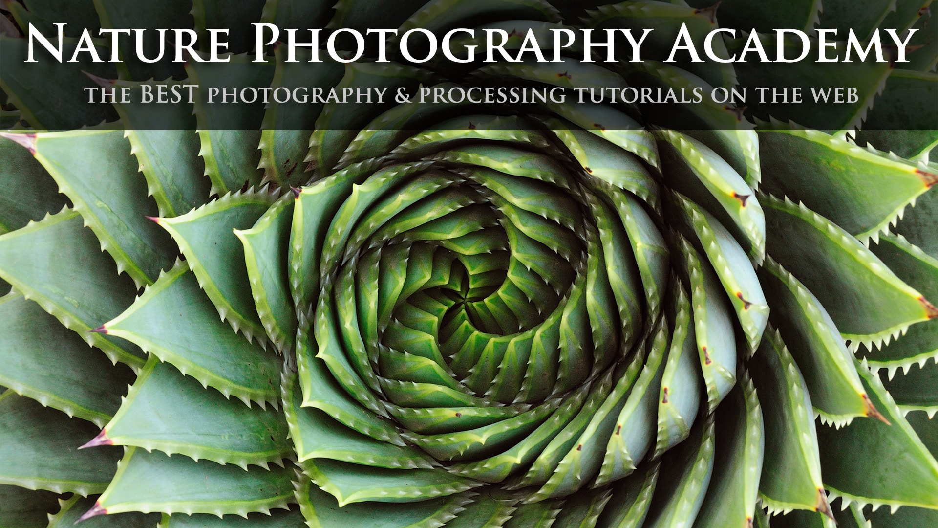 The Nature Photography Academy Announcement