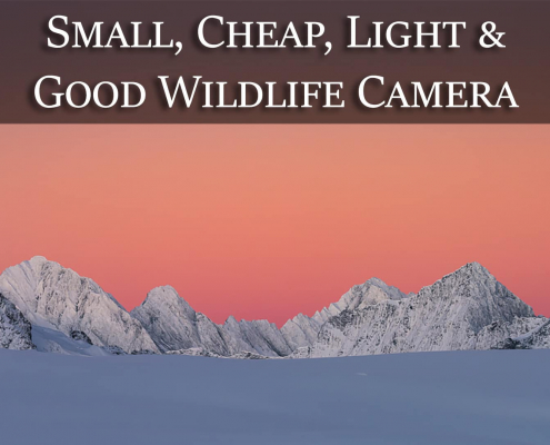 wildlife camera feature image