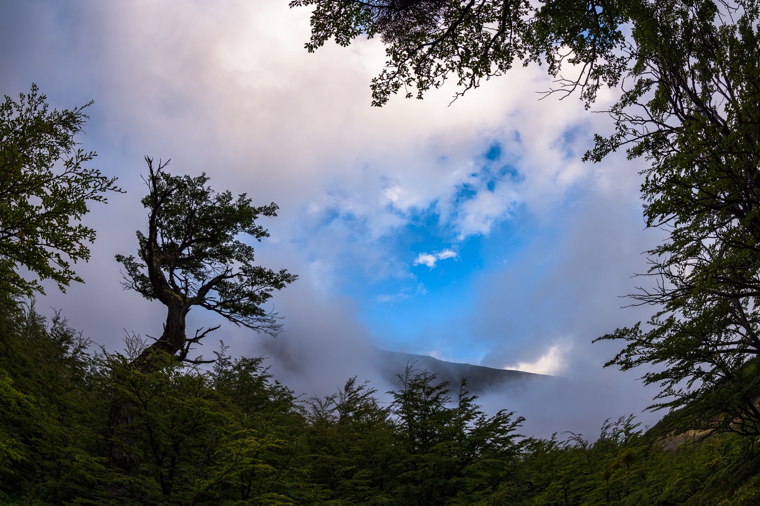 Forest, Torres del Paine, NP, Nikon Nikkor 8-15mm Fisheye Sample Photos