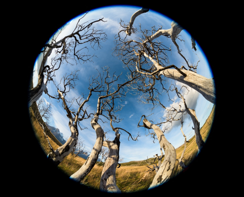 Patagonia Trees, Nikon Nikkor Fisheye Sample Photos
