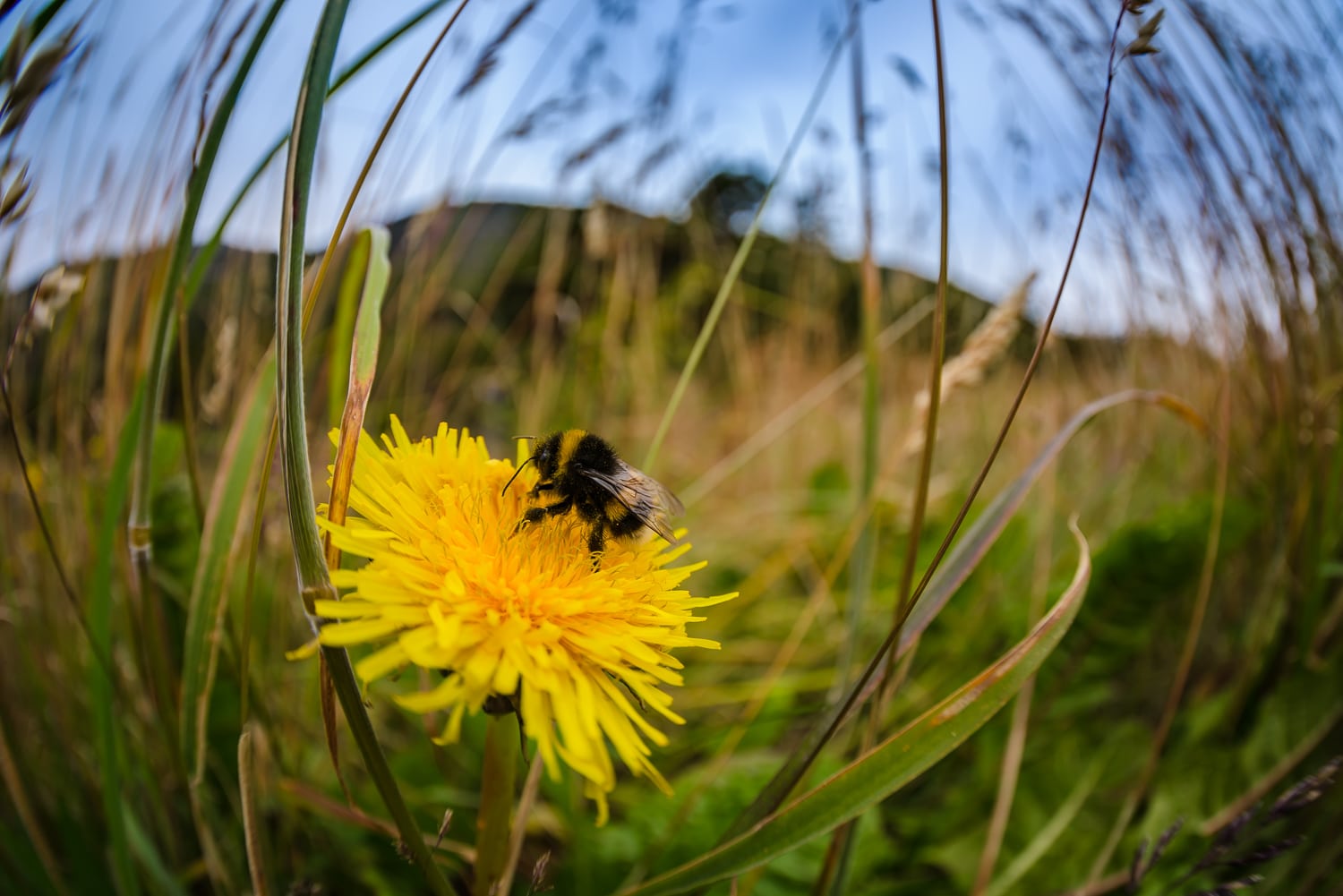 Bumblebee and flower macro, Nikon Nikkor 8-15mm Fisheye Sample Photos