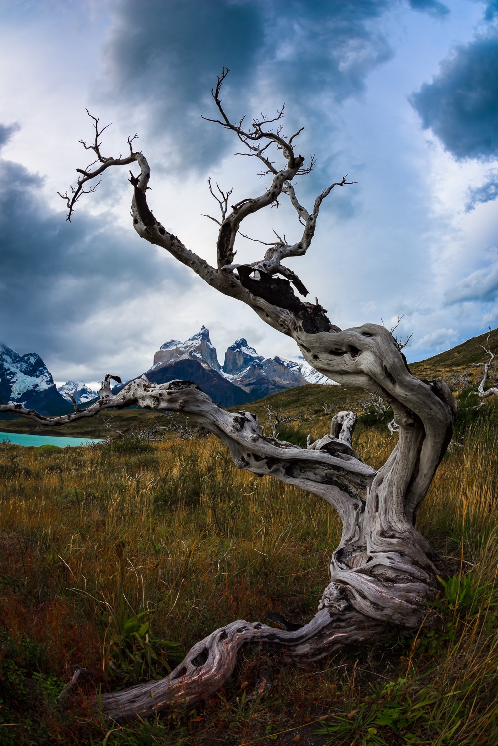 Twisted tree, Torres del Paine National Park, Nikon Nikkor 8-15mm Fisheye Sample Photos