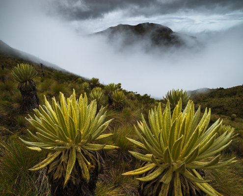 frailejon-trees-los-nevados-national-park-colombia