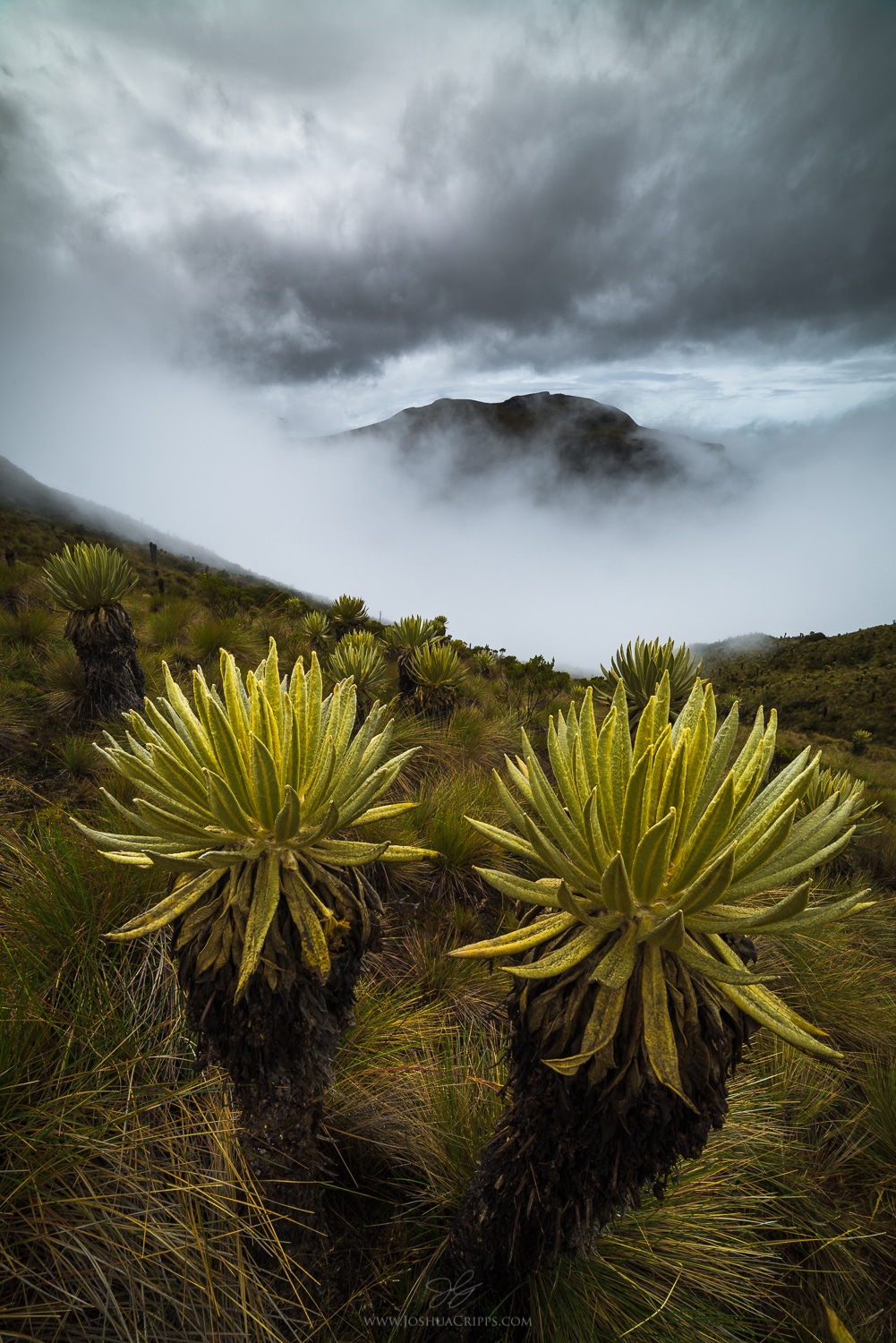 frailejon-trees-los-nevados-national-park-colombia