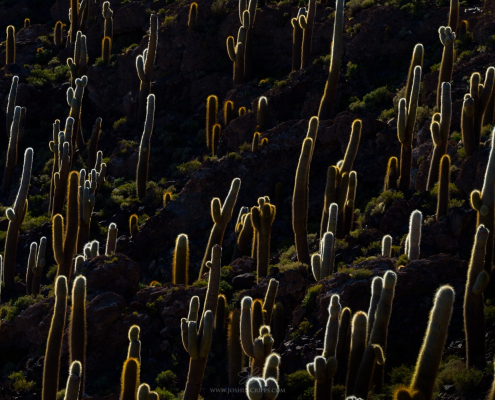 isla-incahuasi-salar-de-uyuni