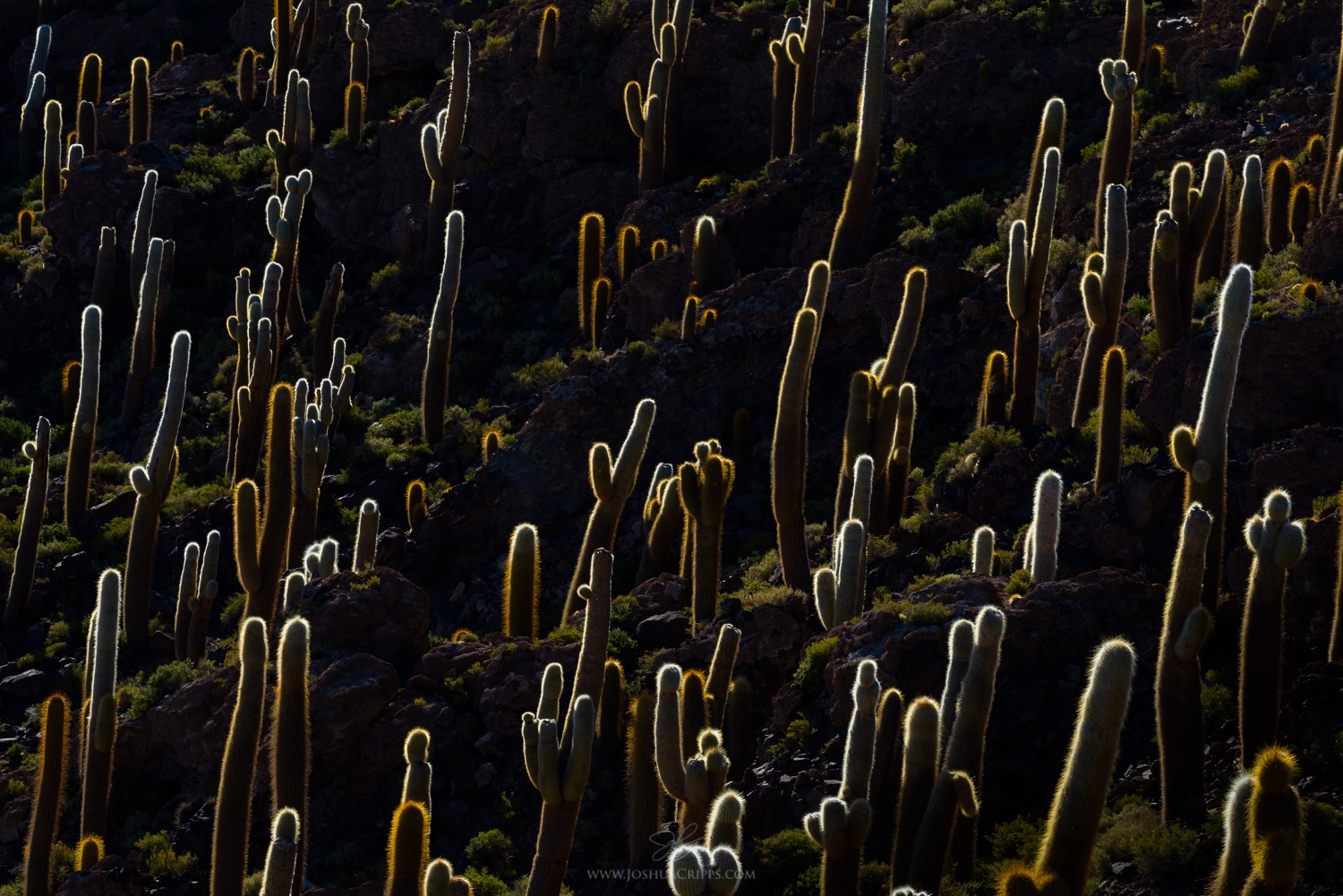 isla-incahuasi-salar-de-uyuni