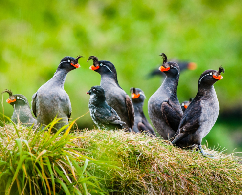 auklet-social-pad-gareloi-island-alaska