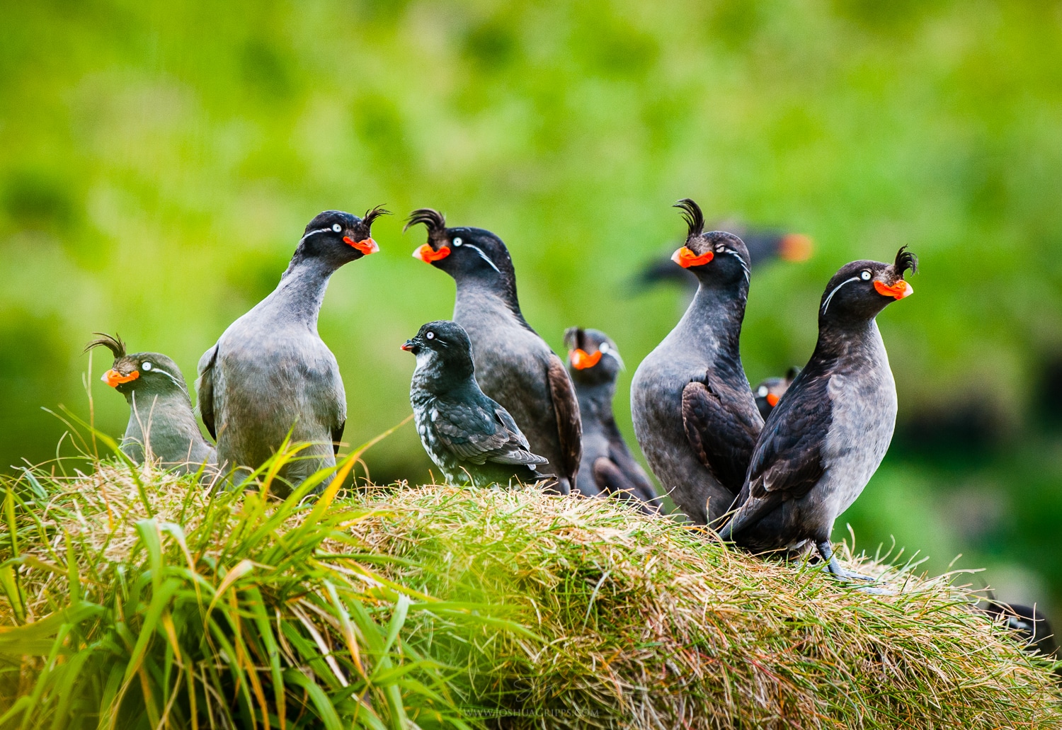 auklet-social-pad-gareloi-island-alaska auklet-social-pad-gareloi-island-alaska