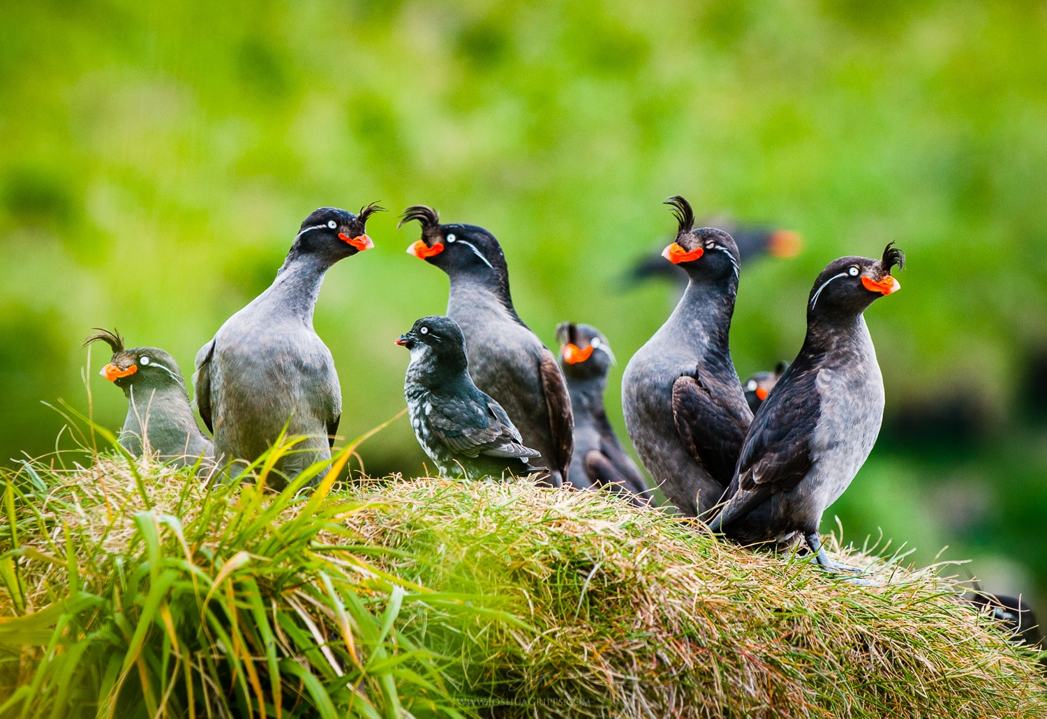 auklet-social-pad-gareloi-island-alaska