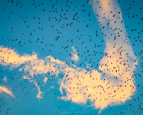 auklet-flock-gareloi-island-alaska