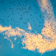 auklet-flock-gareloi-island-alaska