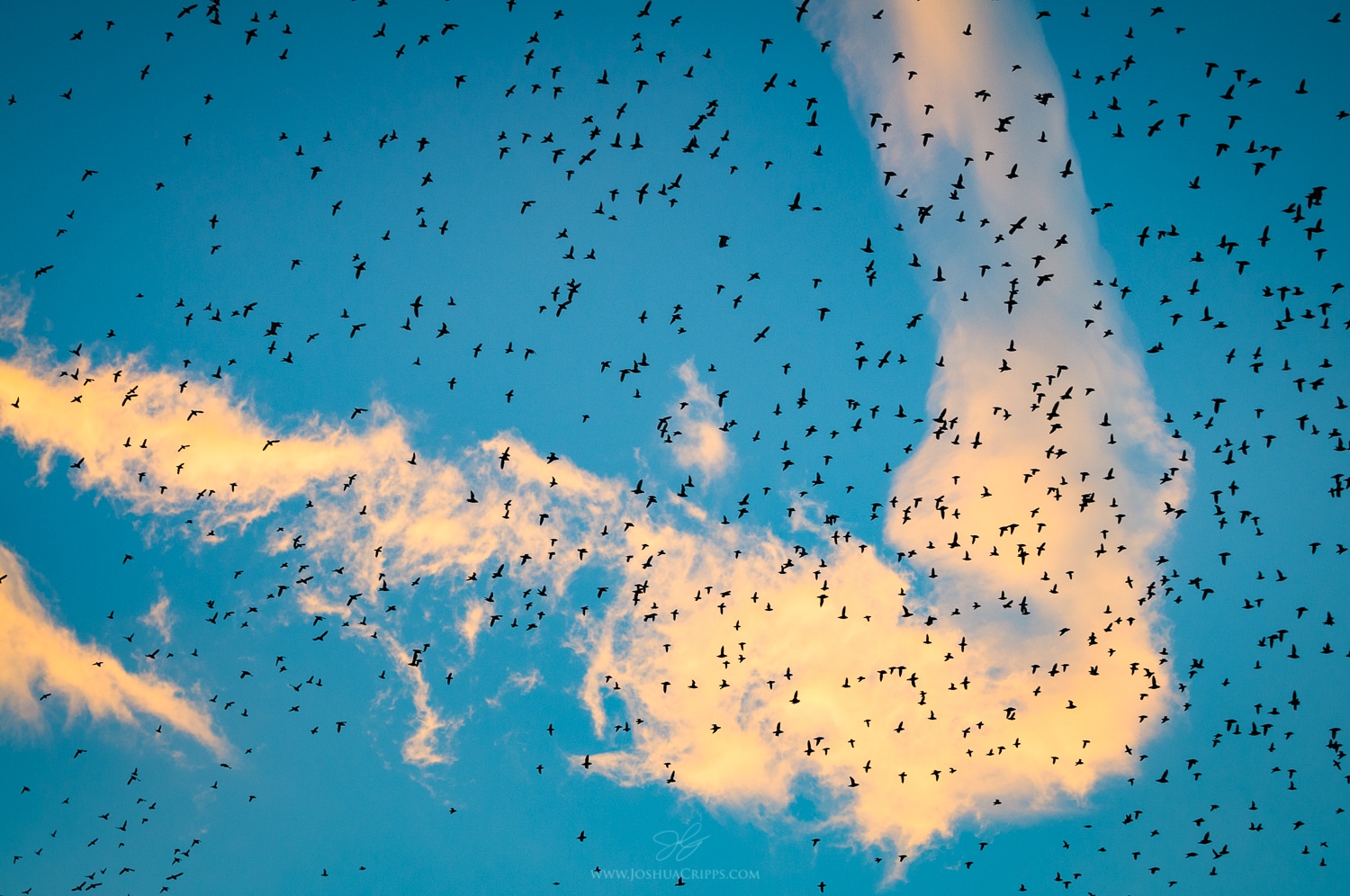 auklet-swarm-gareloi-island-alaska auklet-flock-gareloi-island-alaska