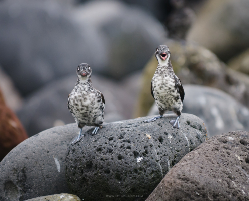 least-auklets-gareloi-alaska