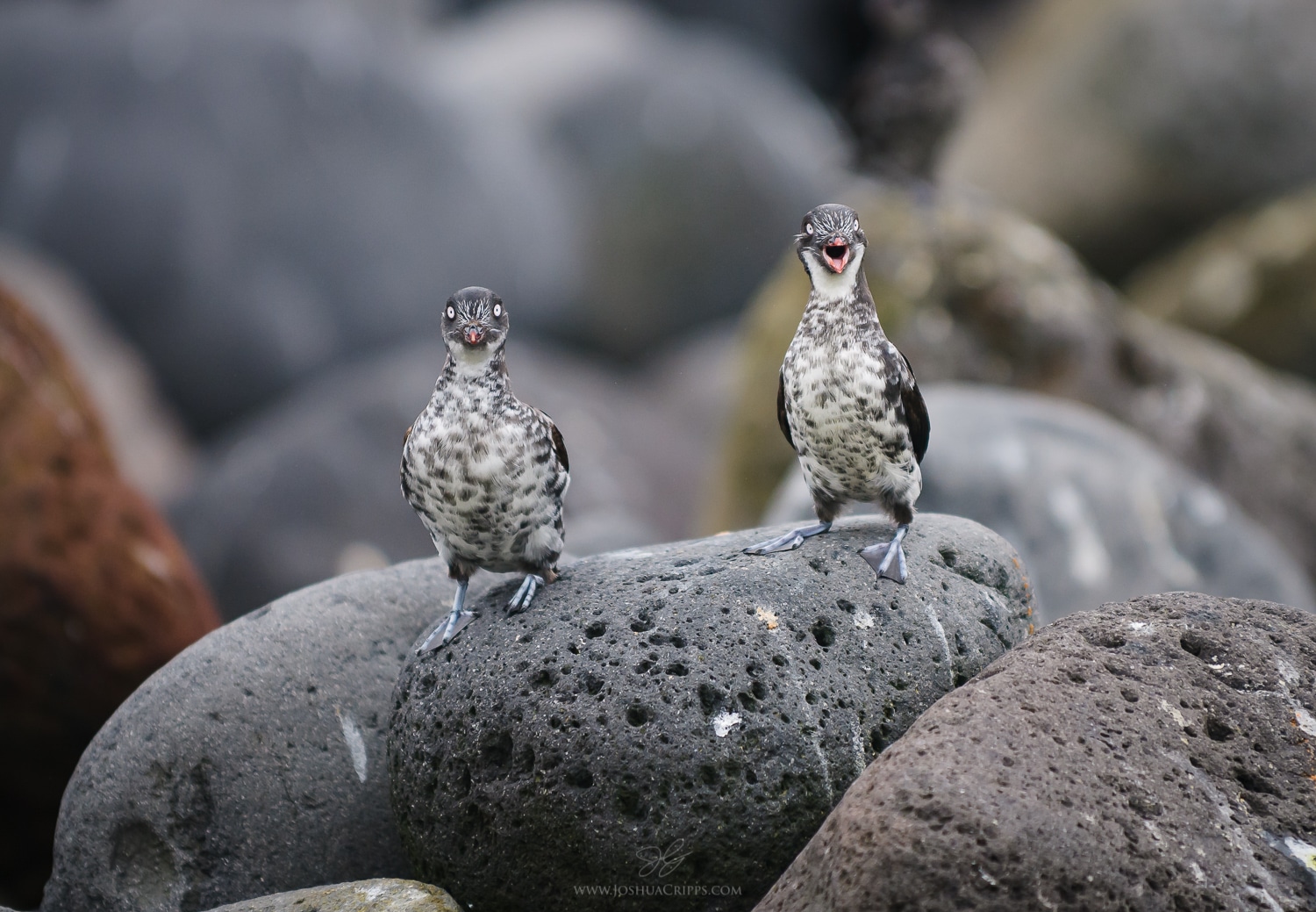 least-auklets-gareloi-alaska least-auklets-gareloi-alaska