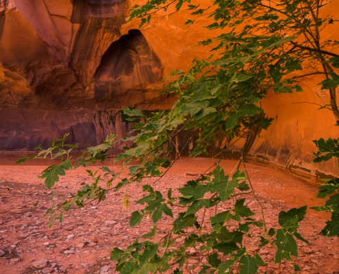 neon-canyon-amphitheater-utah