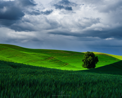 palouse-washington-tree-clouds