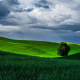 palouse-washington-tree-clouds