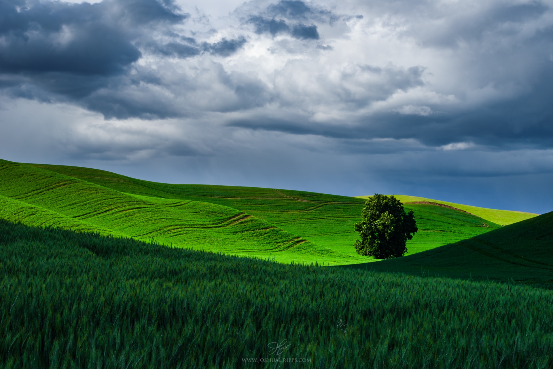 palouse-washington-tree-clouds