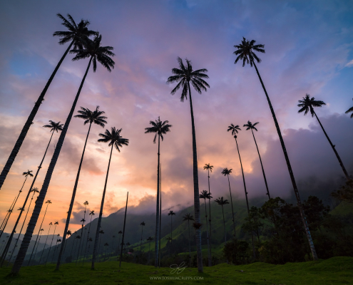 wax-palms-cocora-valley-colombia-sunset