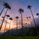 wax-palms-cocora-valley-colombia-sunset