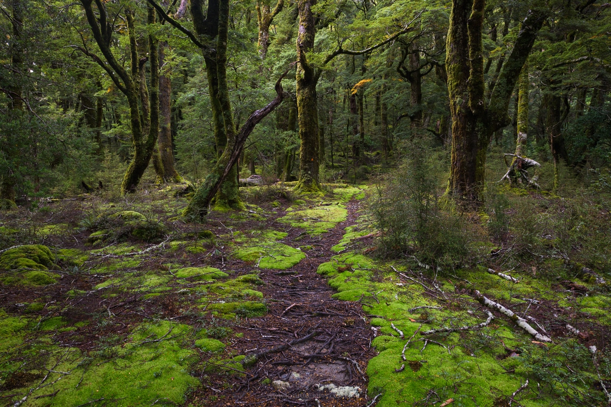 Forest-Mt-Aspiring-National-Park-New-Zealand (16)