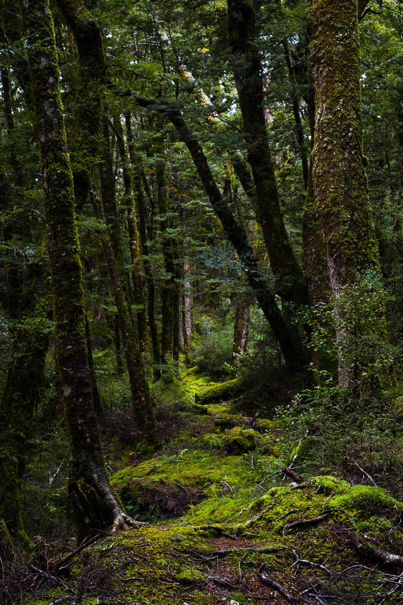Forest-Trail-Mt-Aspiring-National-Park-New-Zealand (25)