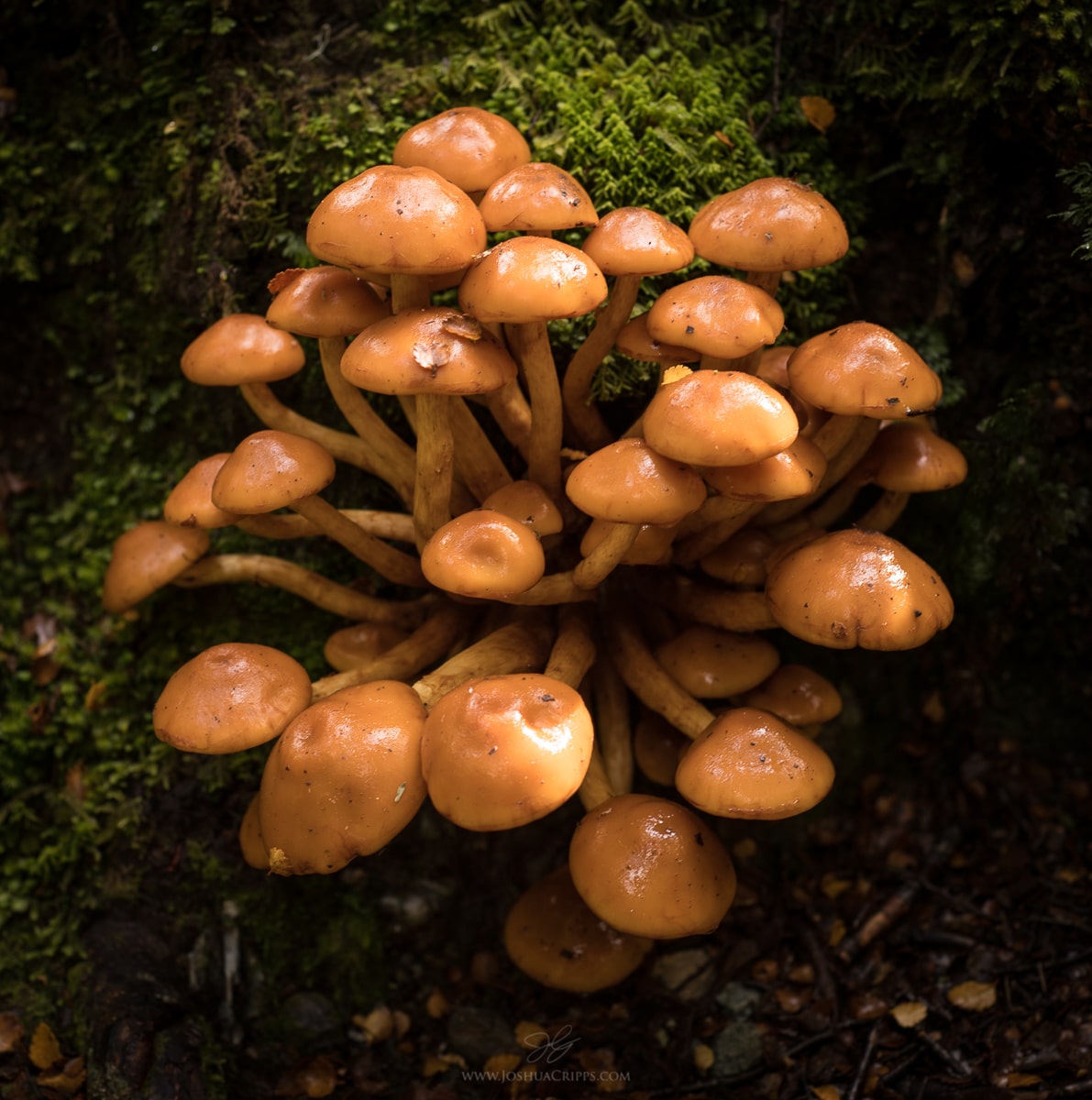 Mushroom-Mt-Aspiring-National-Park-New-Zealand (23)