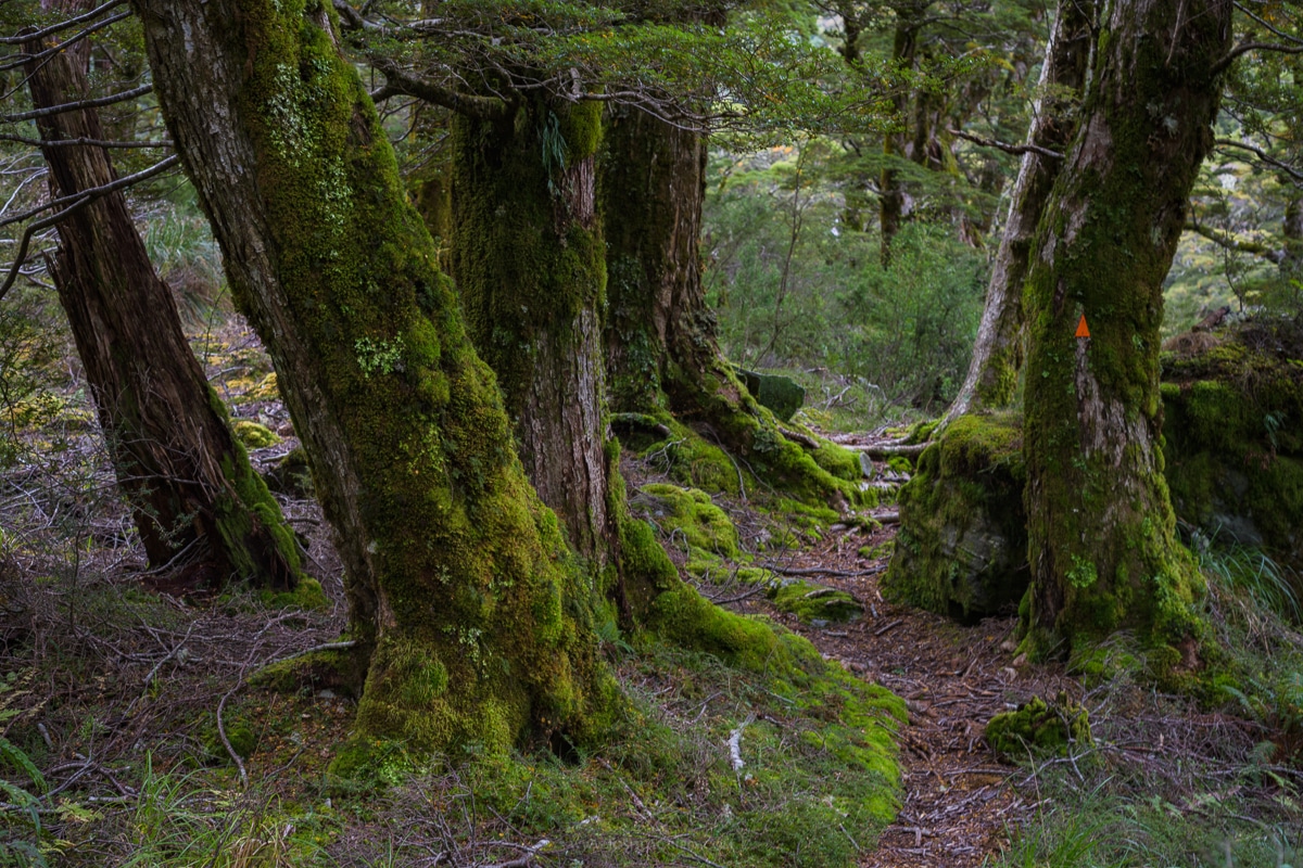 Trail-Mt-Aspiring-National-Park-New-Zealand (13)