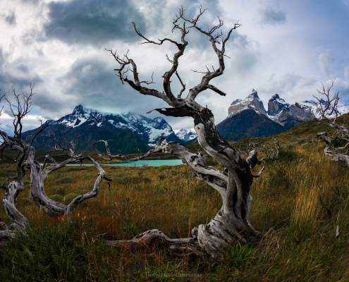 Torres del Paine tree, Chile