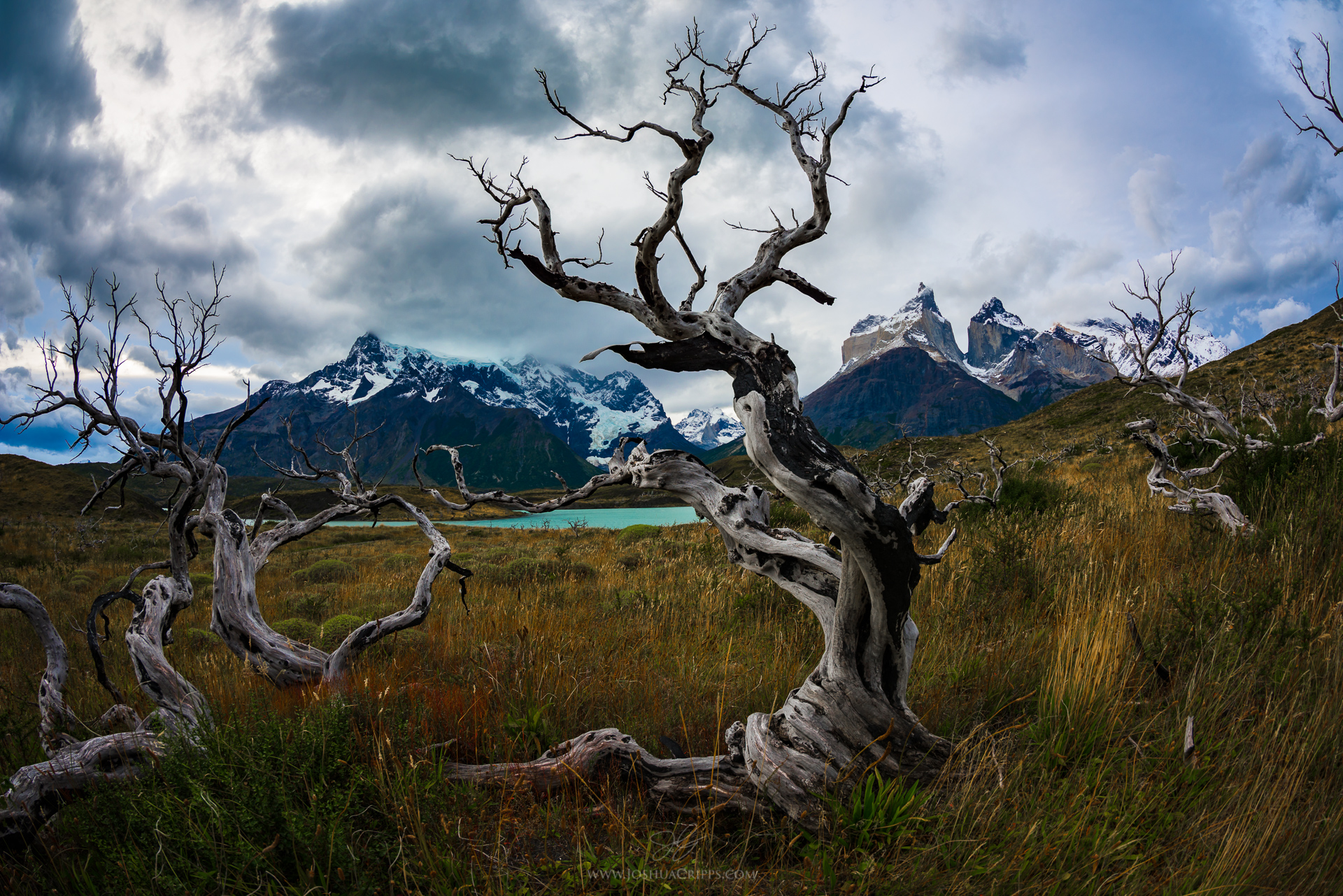 Torres del Paine tree, Chile