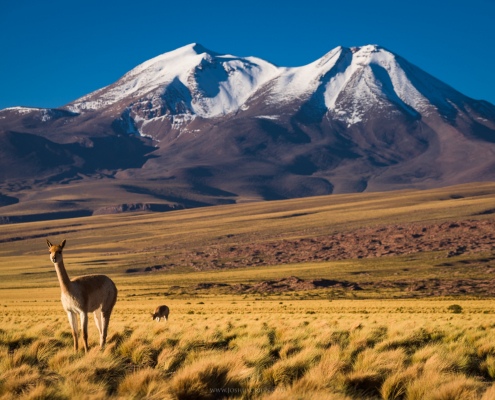 vicuna-atacama-desert-chile