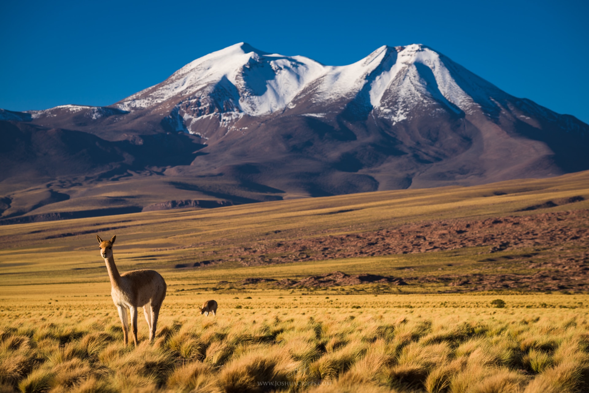 vicuna-atacama-desert-chile