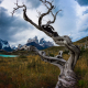 Torres Del Paine National Park Tree