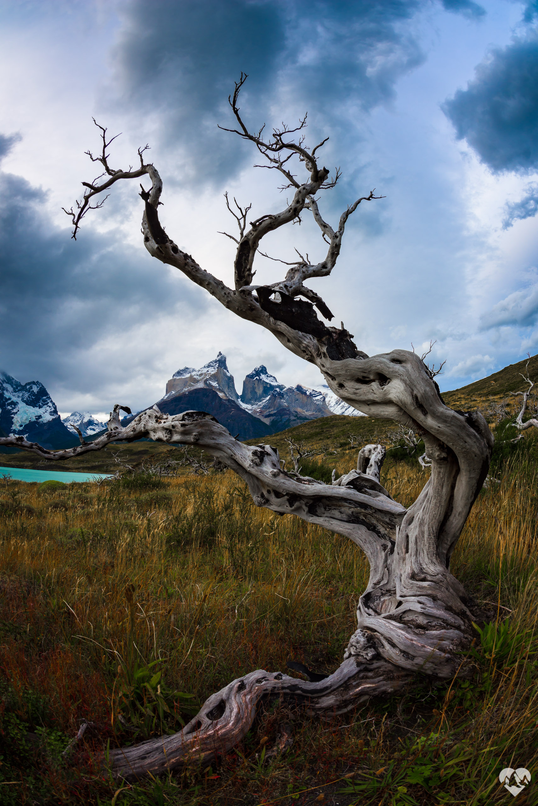 Torres Del Paine National Park Tree