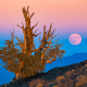 Bristlecone Pine Full Moon